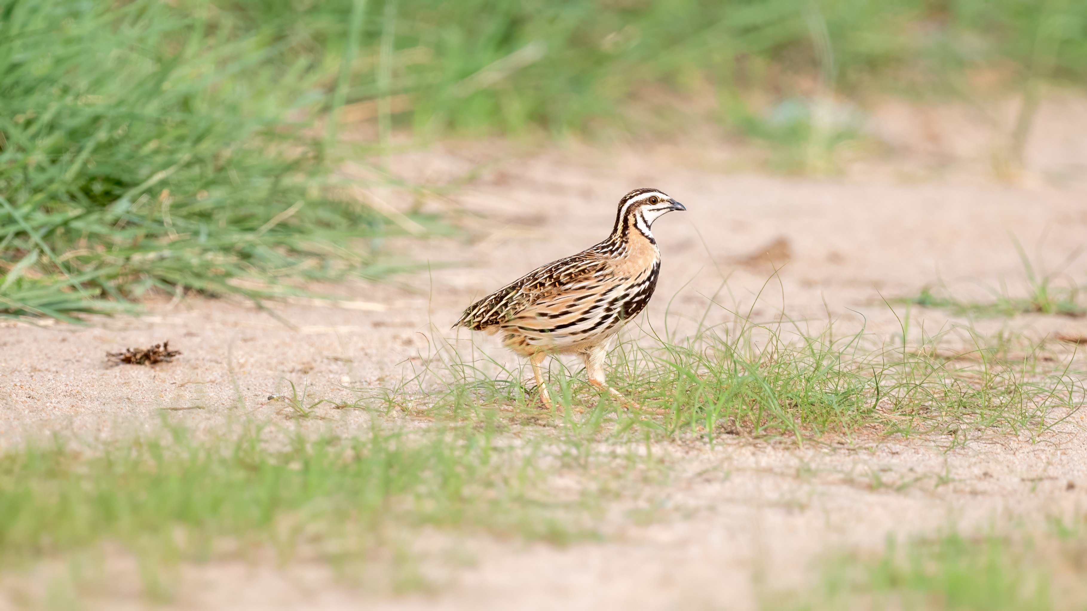 Rain Quail